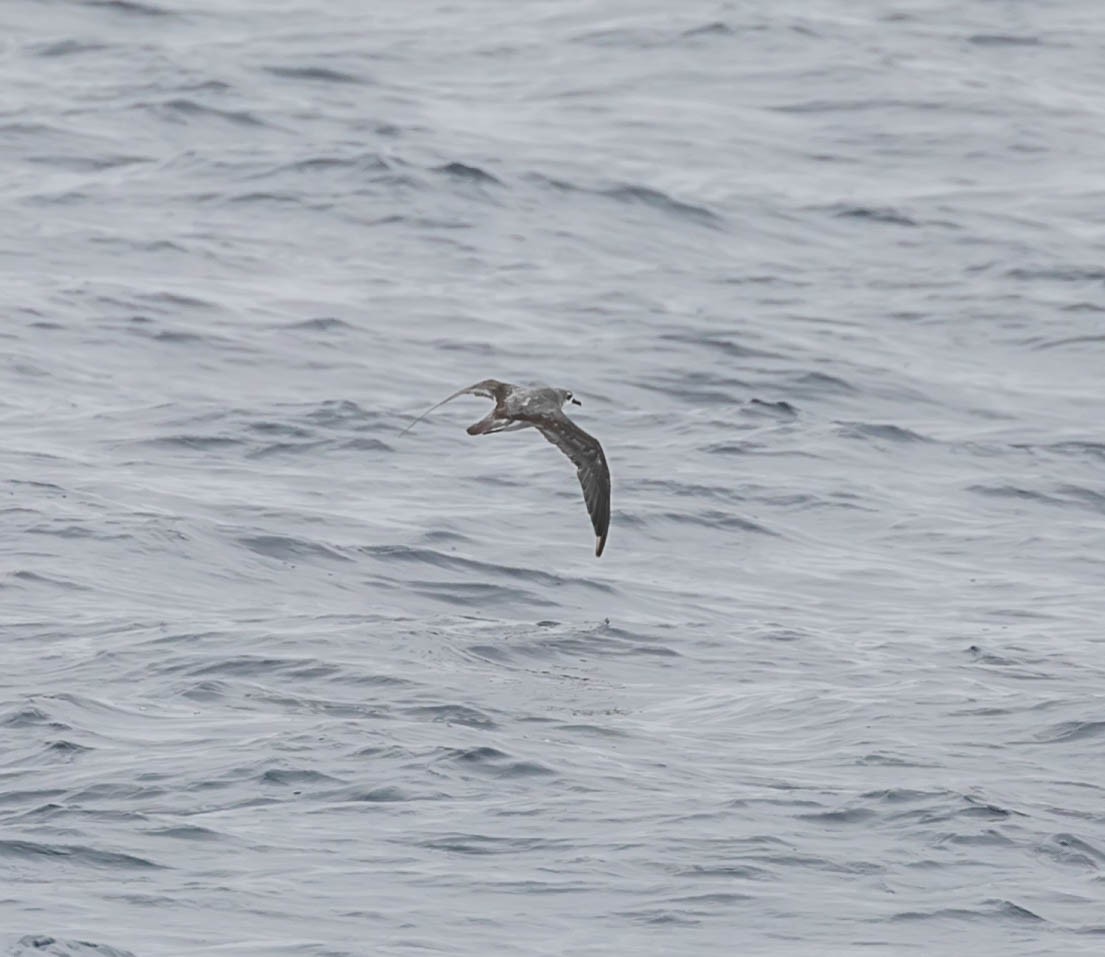 Cook's Petrel - ML637400640