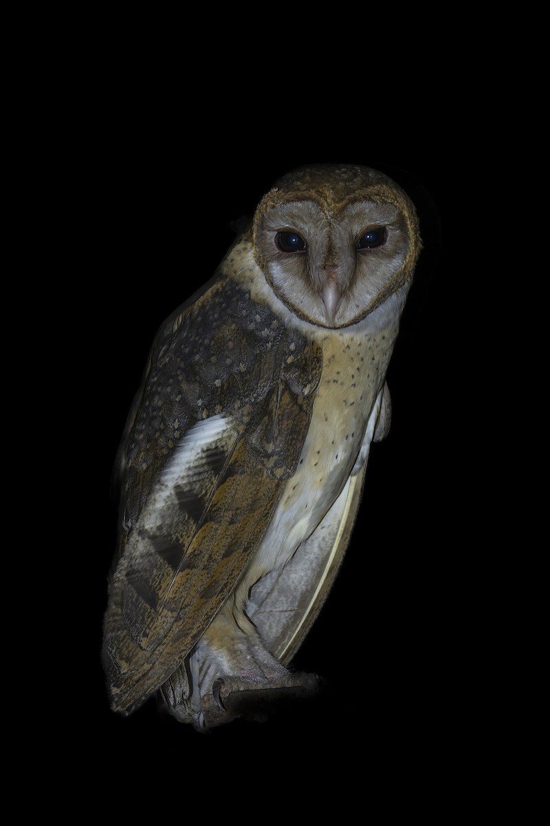 Andaman Masked-Owl - ML637400706