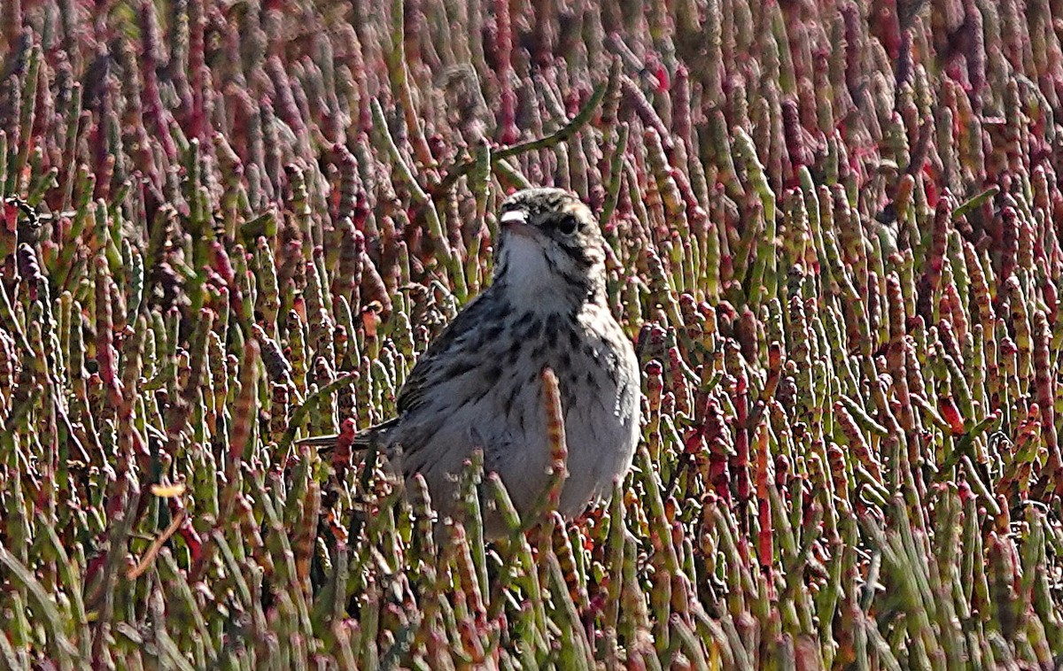 Australian Pipit - ML637400735