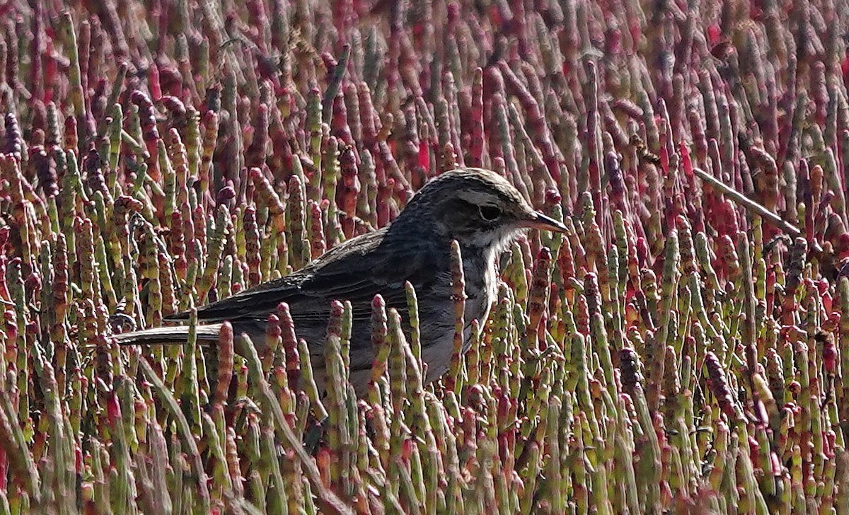 Australian Pipit - ML637400737