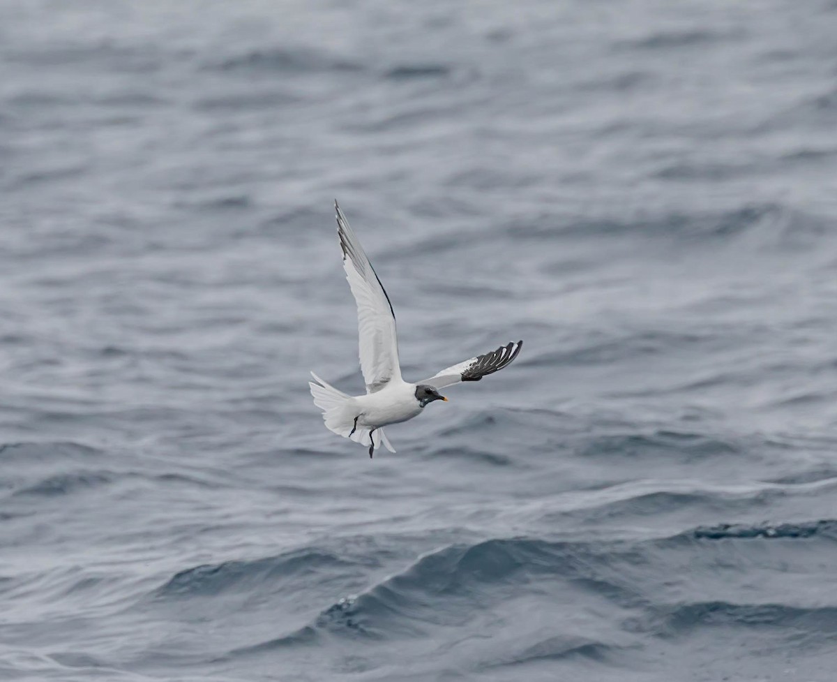 Sabine's Gull - ML637400776