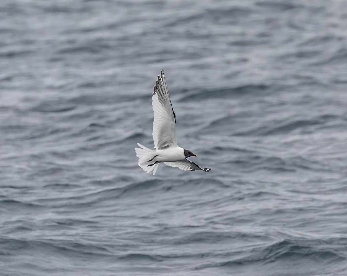 Sabine's Gull - ML637400777