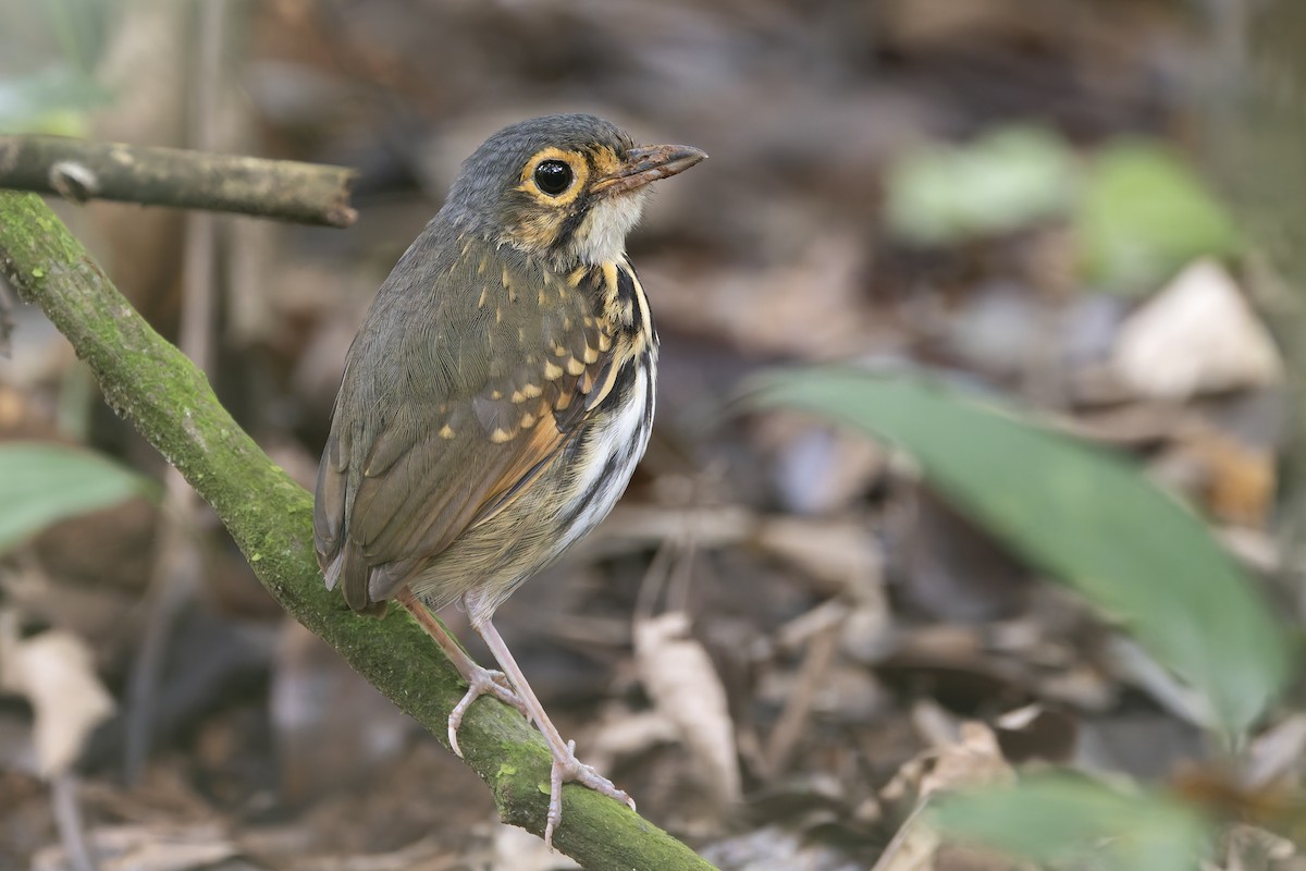 Streak-chested Antpitta - ML637400788