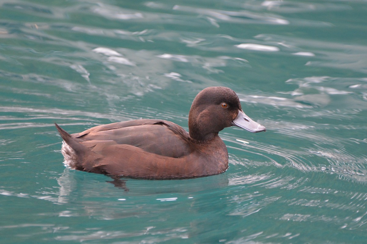 New Zealand Scaup - ML637400820