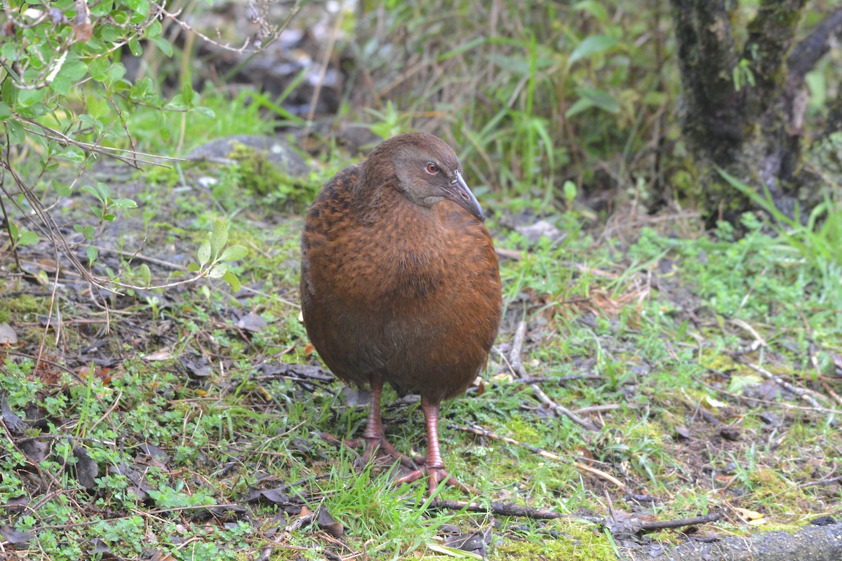Weka - ML637400829