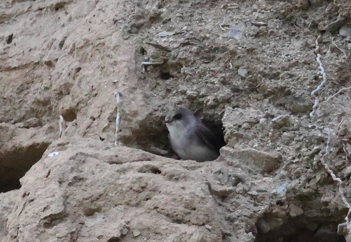 Pale Martin - ML637400857