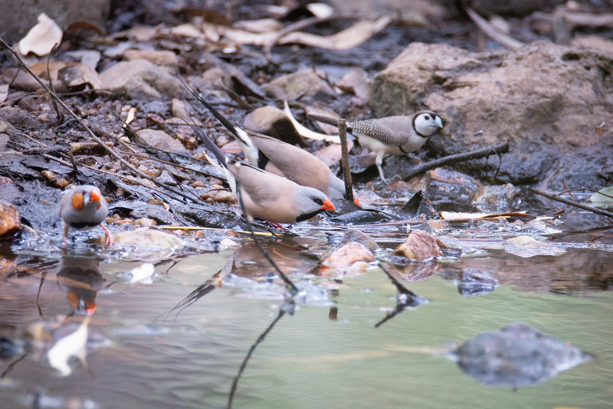 Long-tailed Finch - ML637400949