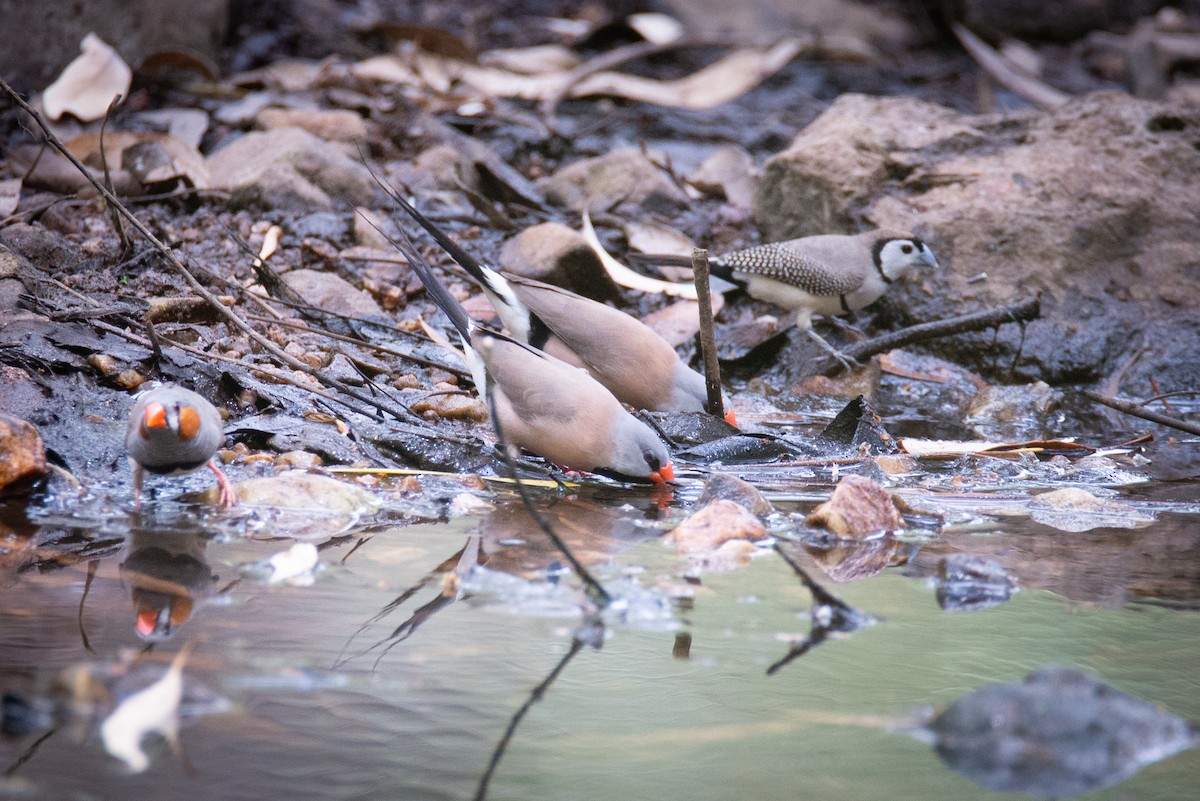 Long-tailed Finch - ML637400950