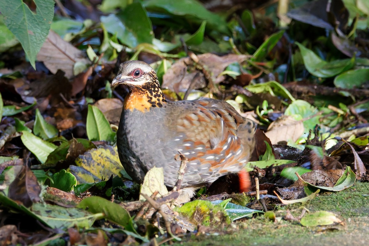 Rufous-throated Partridge - ML637401095