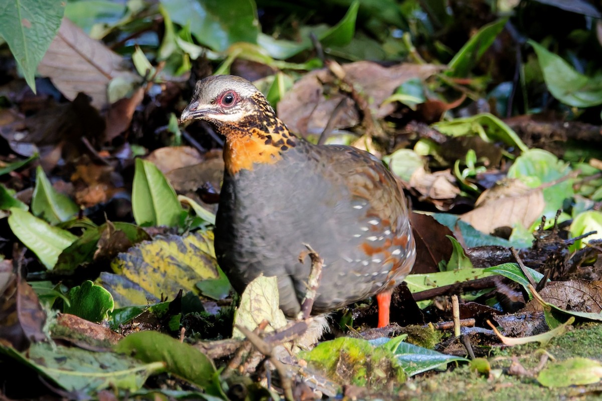 Rufous-throated Partridge - ML637401096