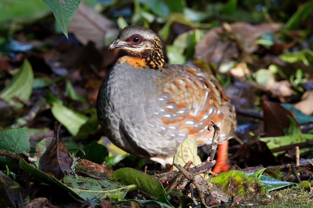 Rufous-throated Partridge - ML637401097