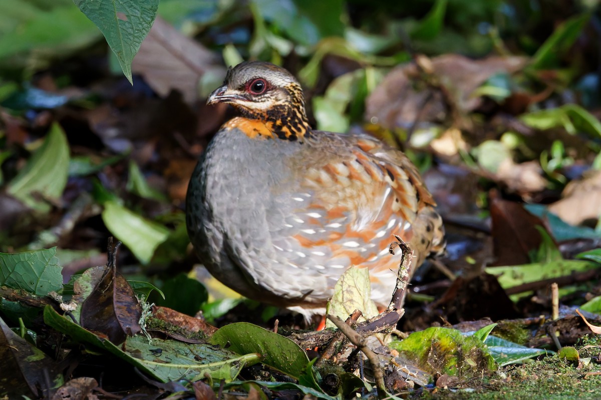 Rufous-throated Partridge - ML637401098