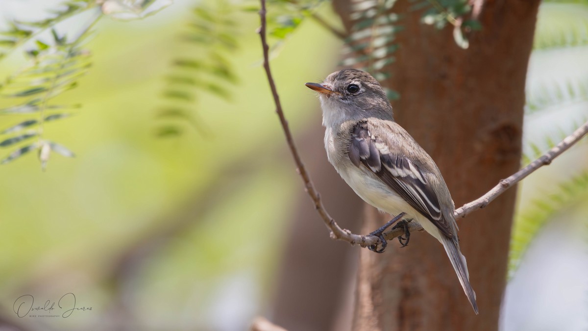 Least Flycatcher - ML637401135