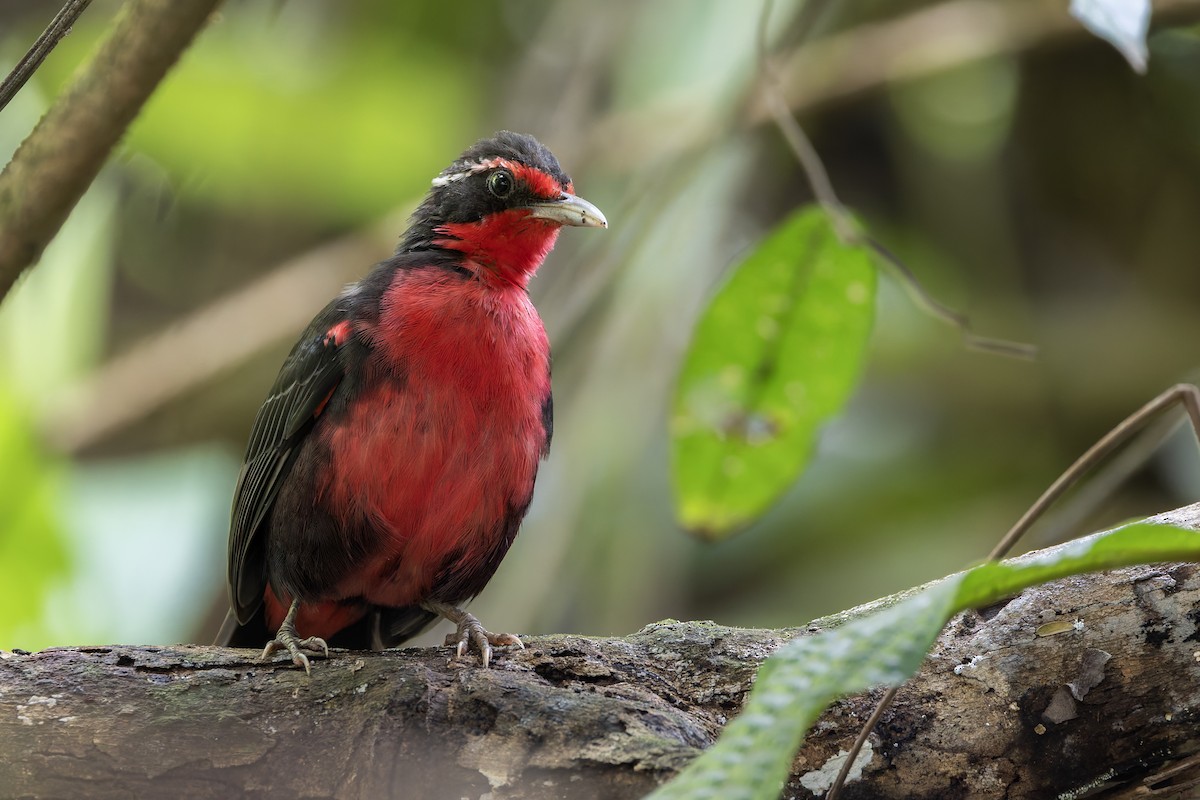 Rosy Thrush-Tanager - ML637401154