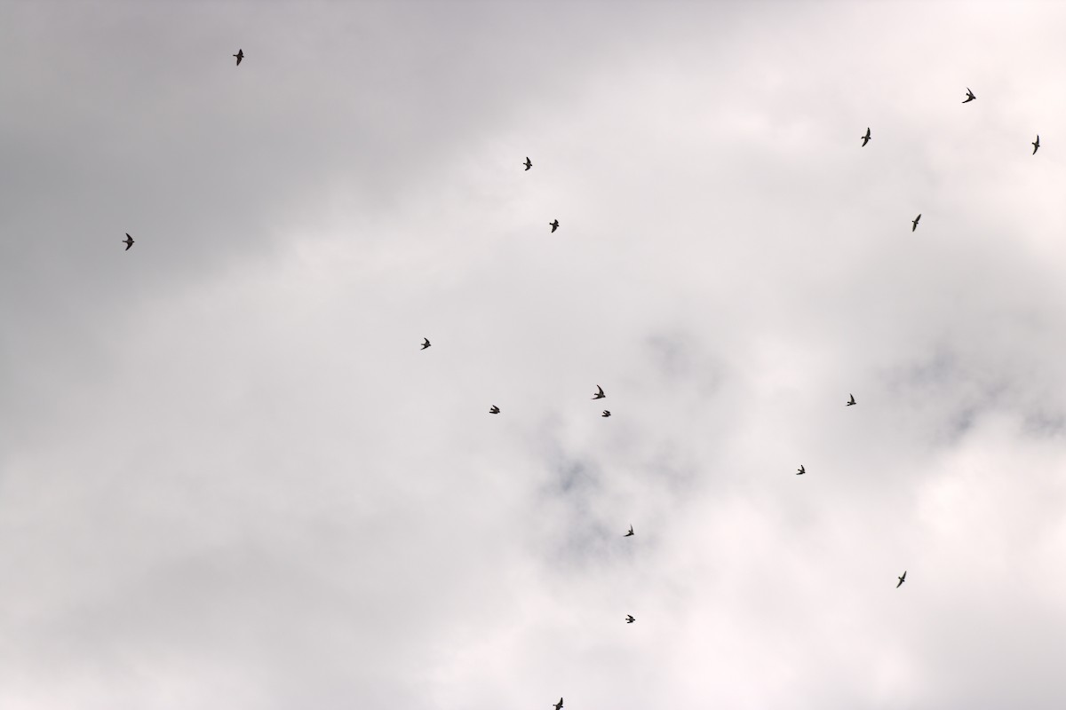 swallow sp. - ML637401168
