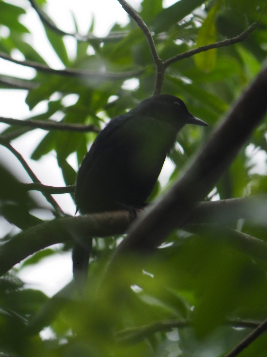 Black Catbird - ML637401186