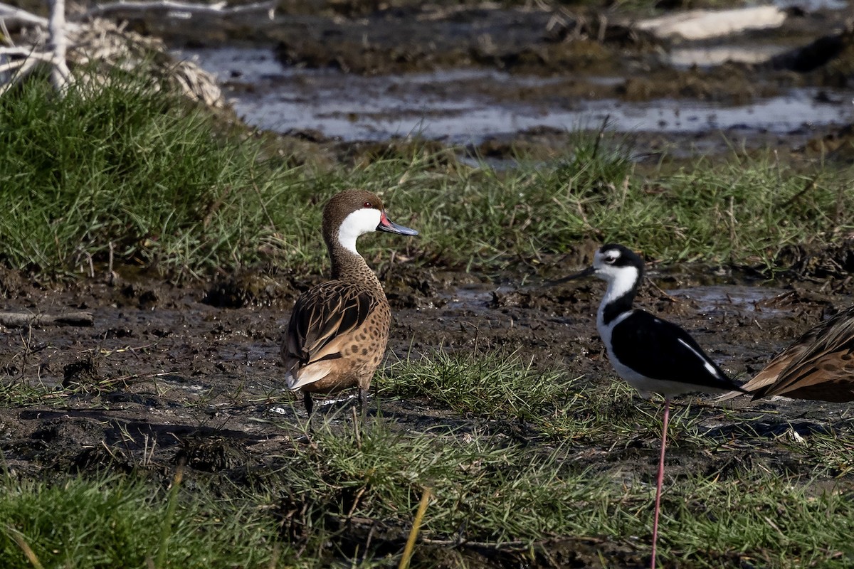 White-cheeked Pintail (White-cheeked) - ML637401594
