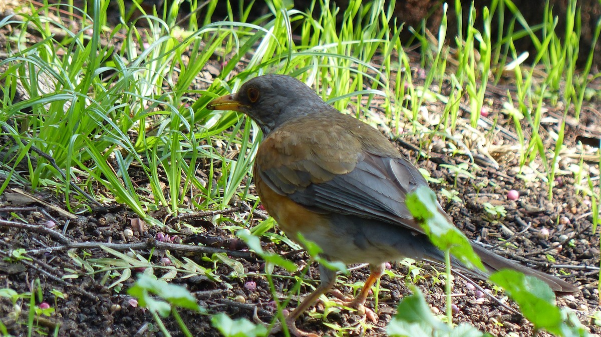 Rufous-backed Robin - ML637401683