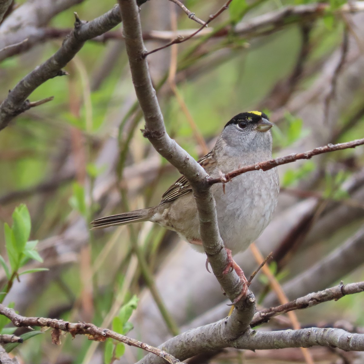 Golden-crowned Sparrow - ML637401693