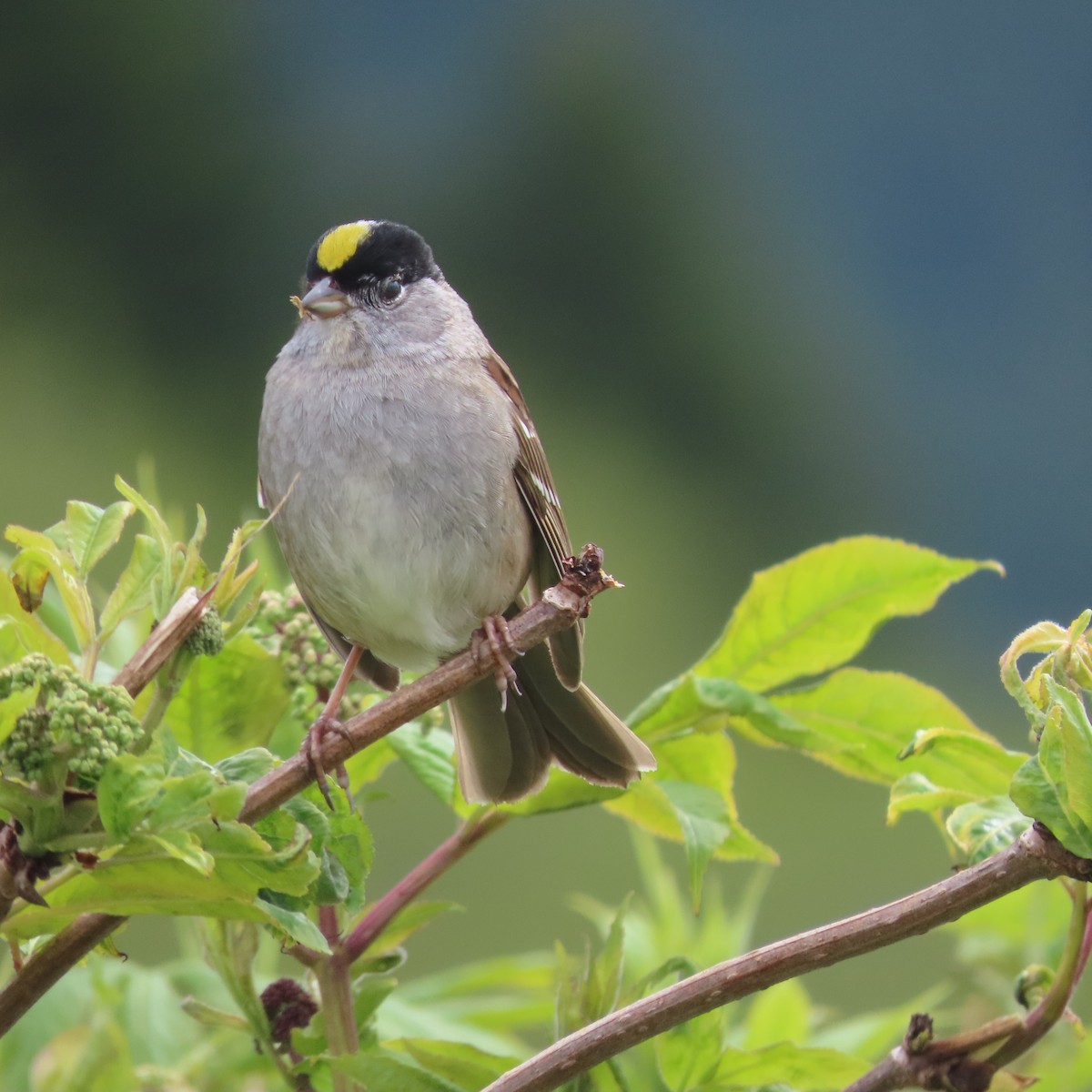 Golden-crowned Sparrow - ML637401696
