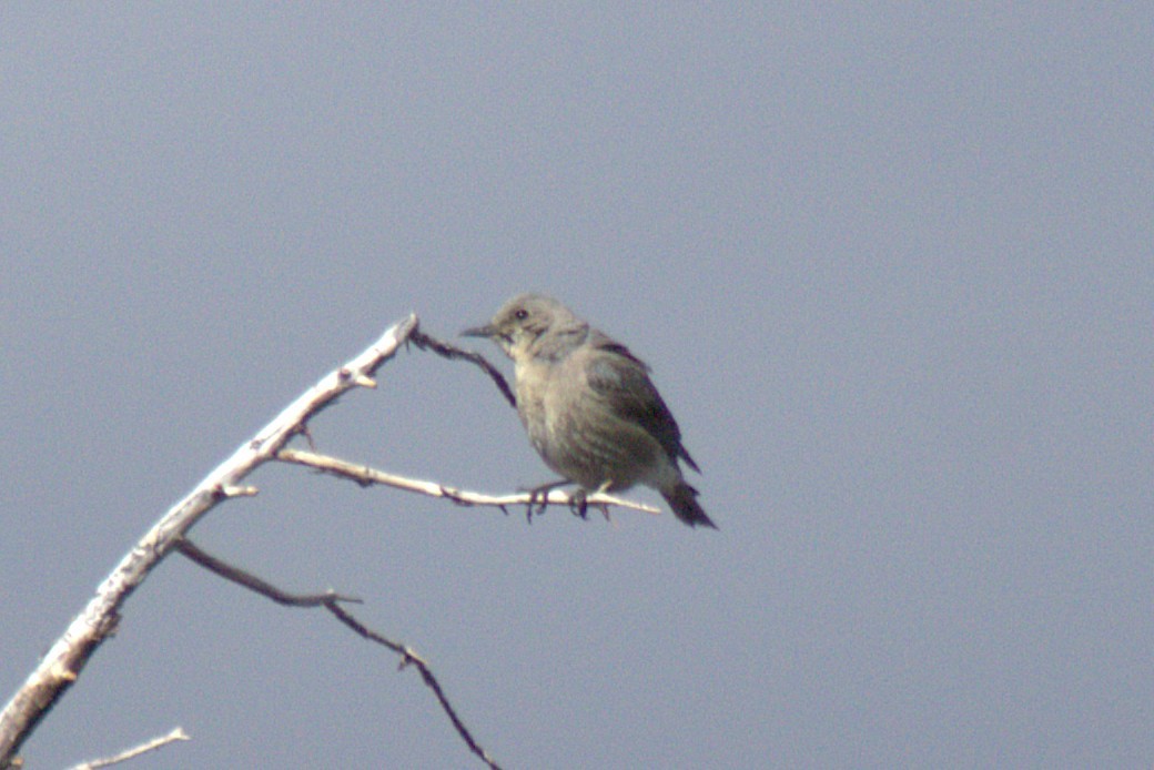 Clark's Nutcracker - ML637401750