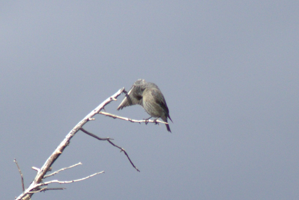 Clark's Nutcracker - ML637401752