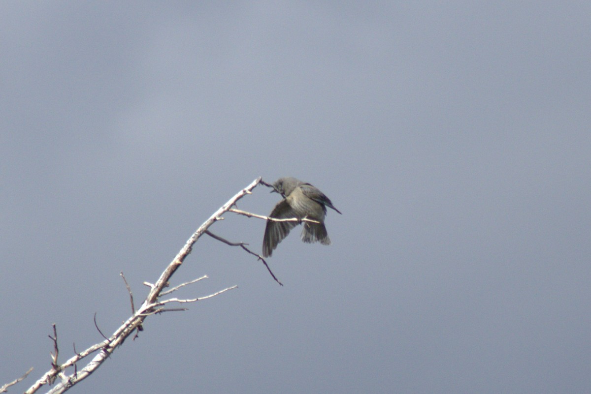 Clark's Nutcracker - ML637401753
