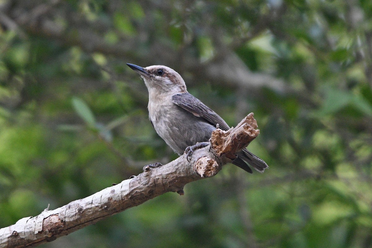 Brown-headed Nuthatch - ML637401935