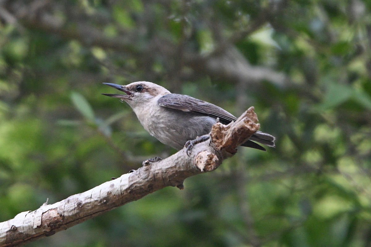 Brown-headed Nuthatch - ML637401936