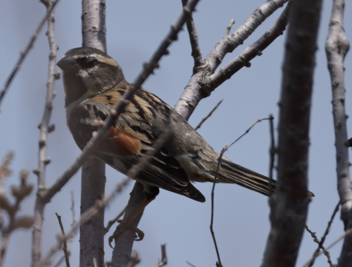 Dead Sea Sparrow - ML637402008