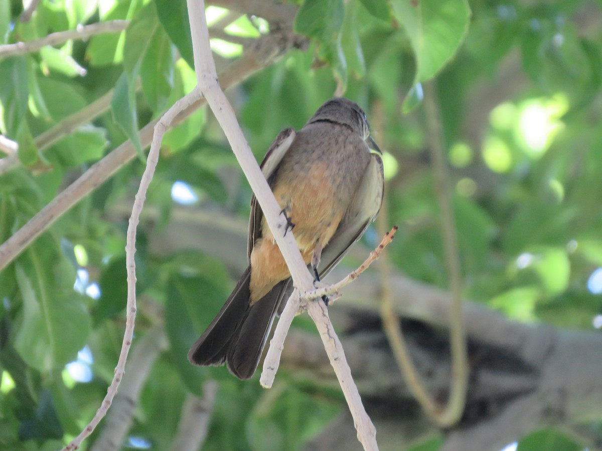 Say's Phoebe - ML637402030