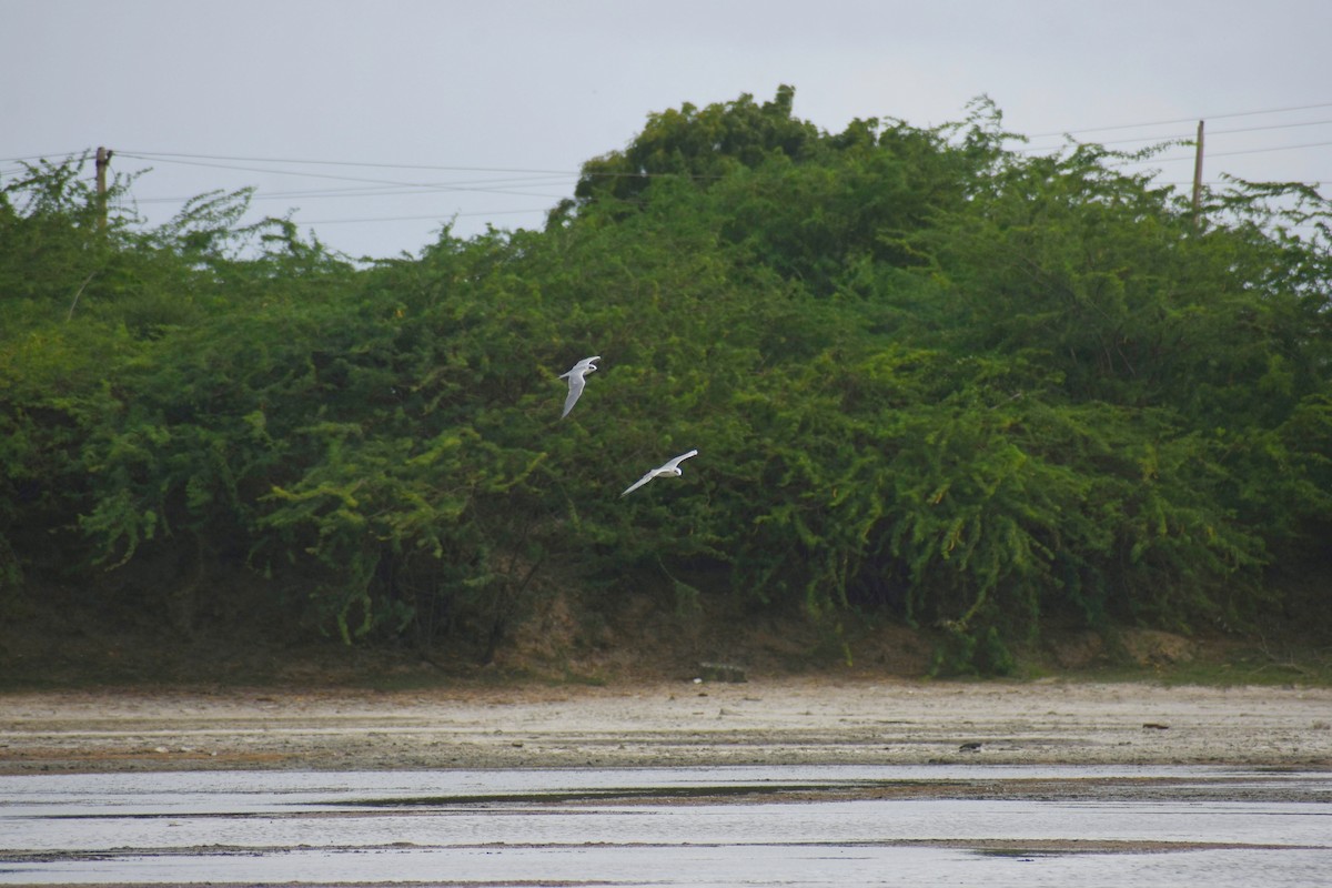 Gull-billed Tern - ML637402057