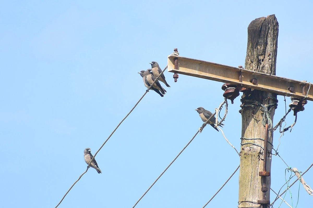Ashy Woodswallow - ML637402062