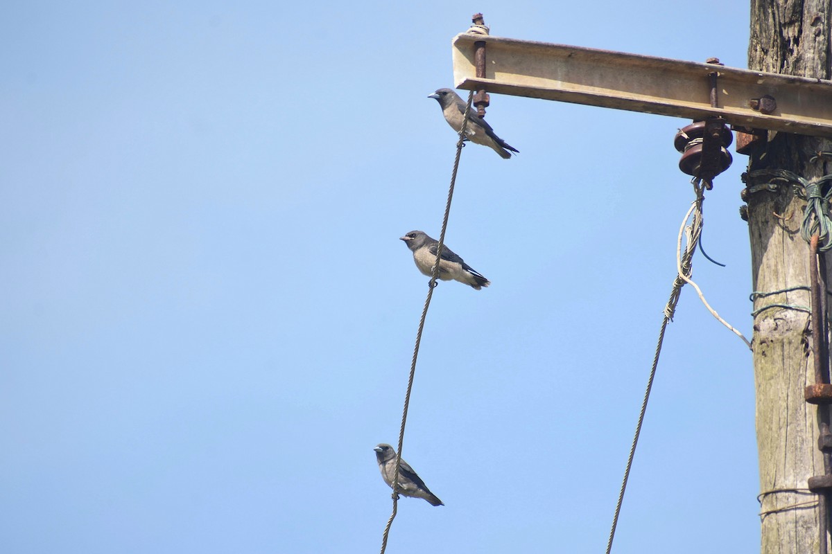 Ashy Woodswallow - ML637402063
