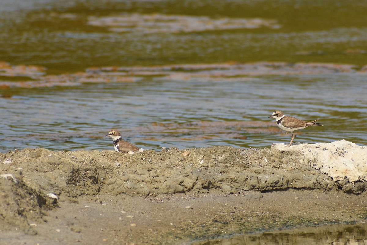 Little Ringed Plover - ML637402068