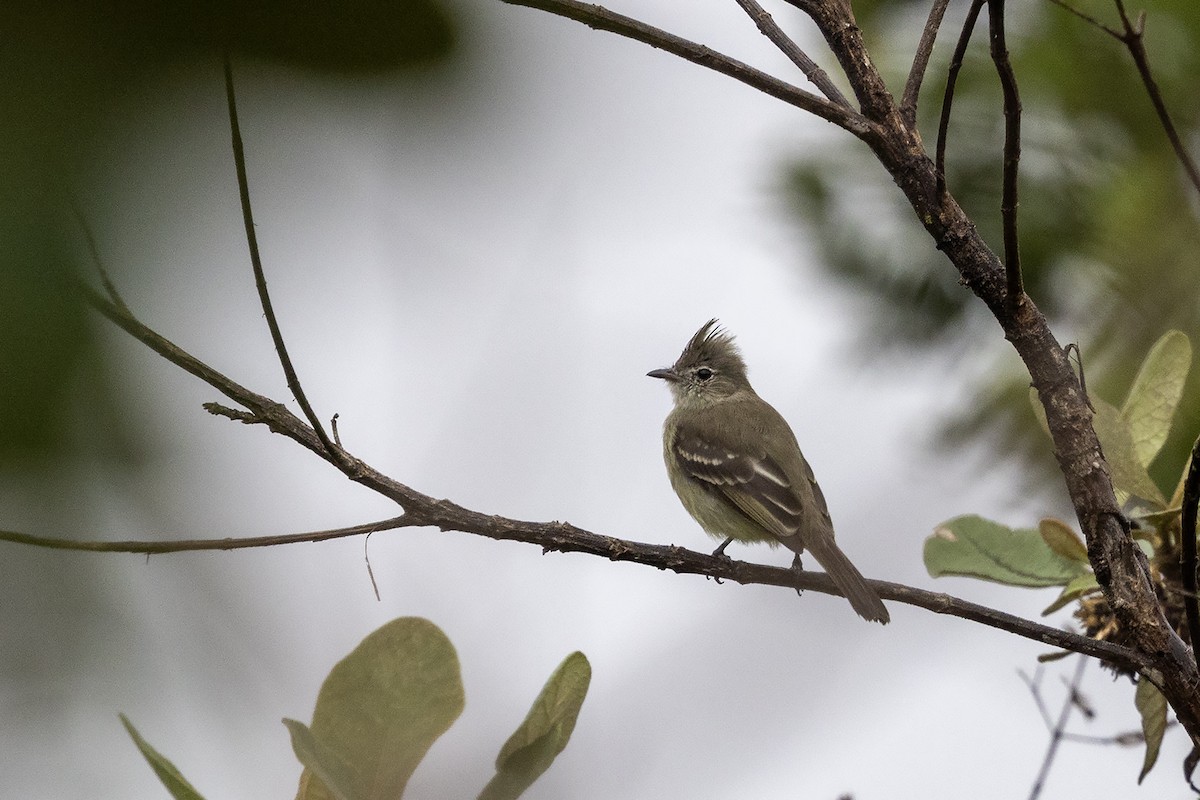 Plain-crested Elaenia - ML637402074