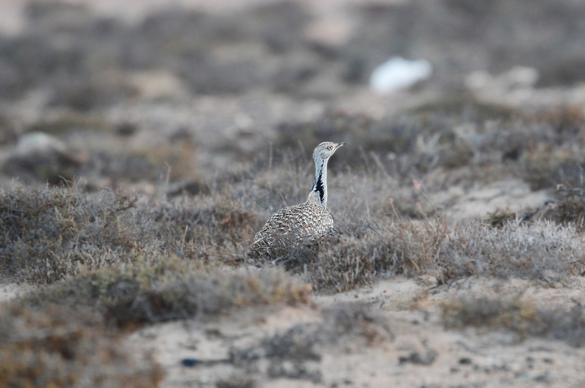 African Houbara (Canary Is.) - ML637402078