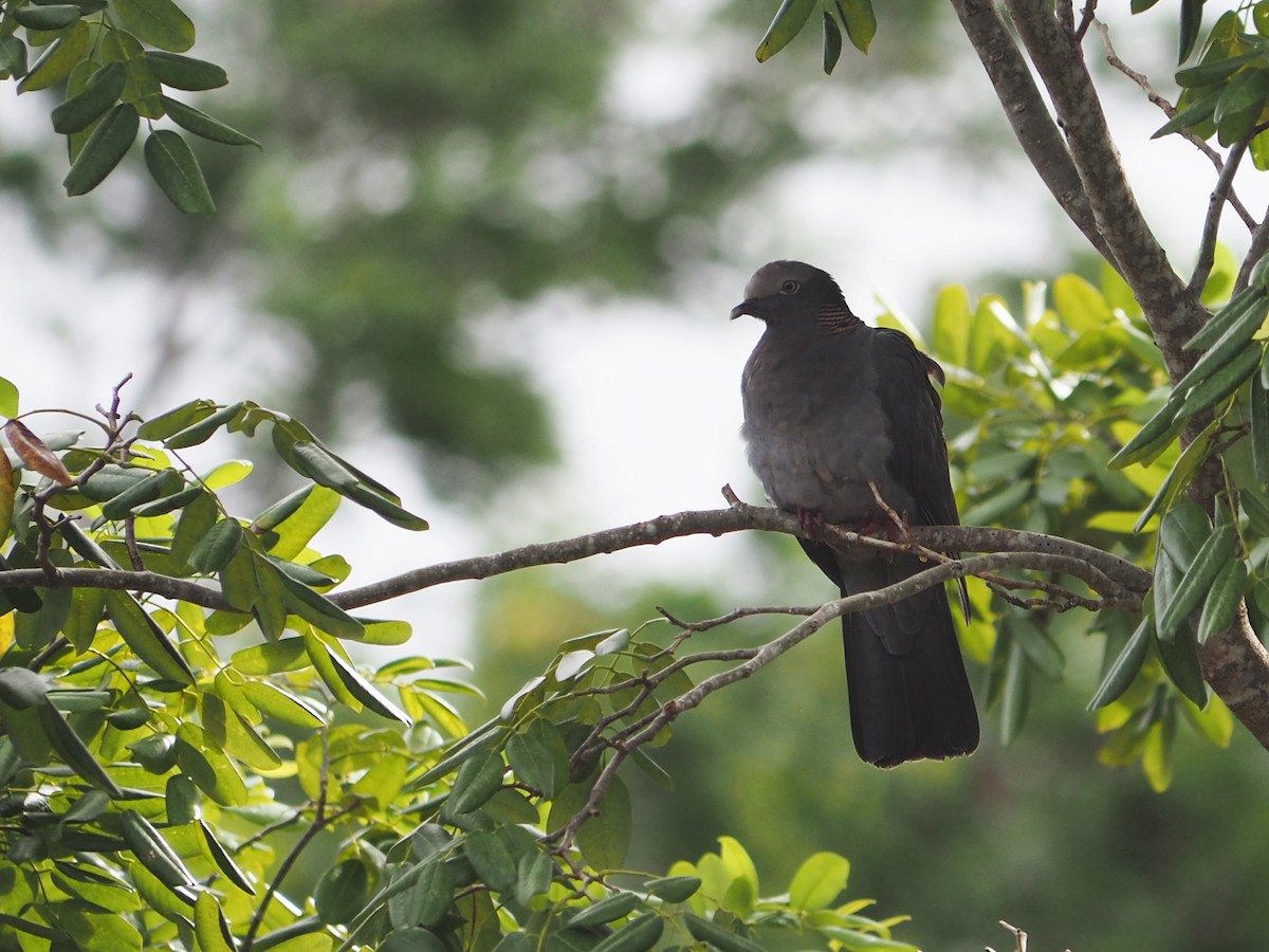 White-crowned Pigeon - ML637402079