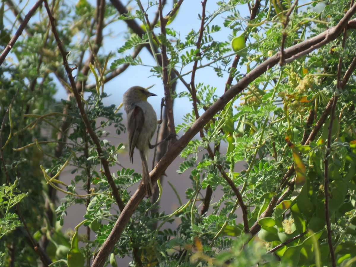 Verdin - ML637402129