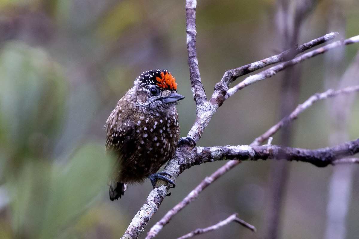 Spotted Piculet - ML637402140