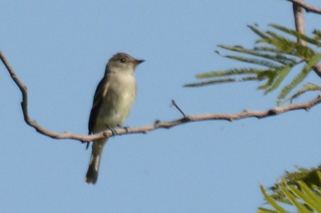 Nutting's Flycatcher - ML637402151