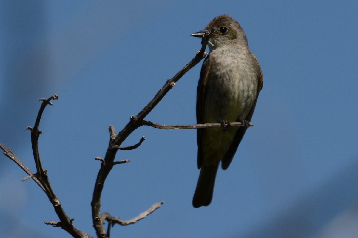 Thick-billed Kingbird - ML637402160