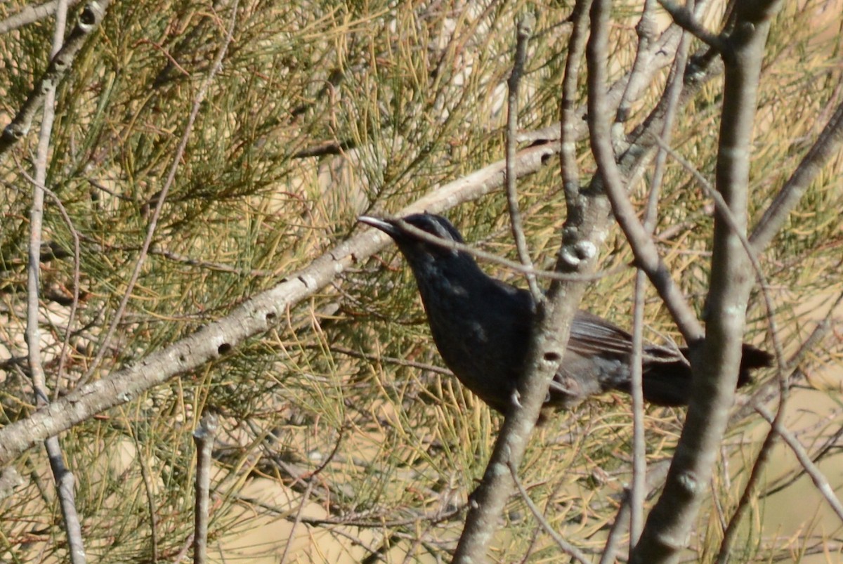 Blue Mockingbird - ML637402177