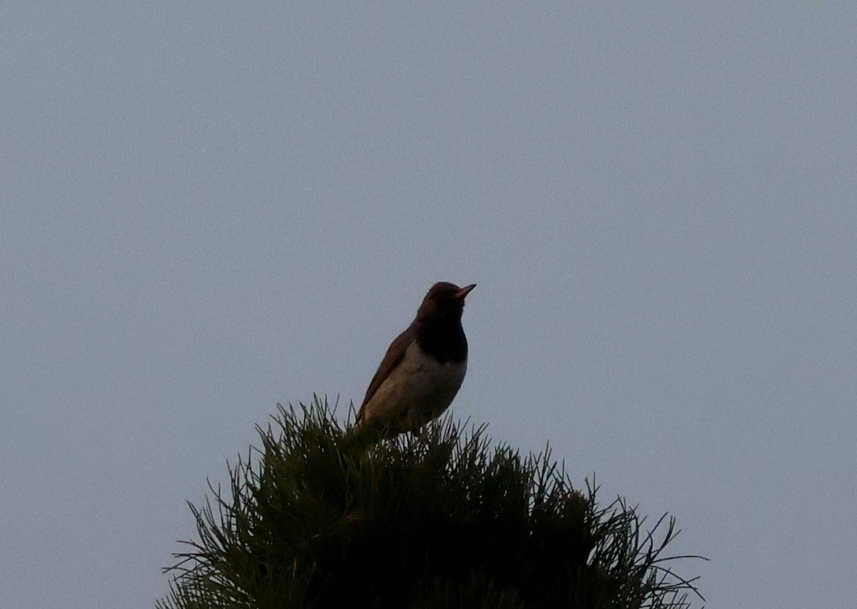 Black-throated Thrush - ML637402204