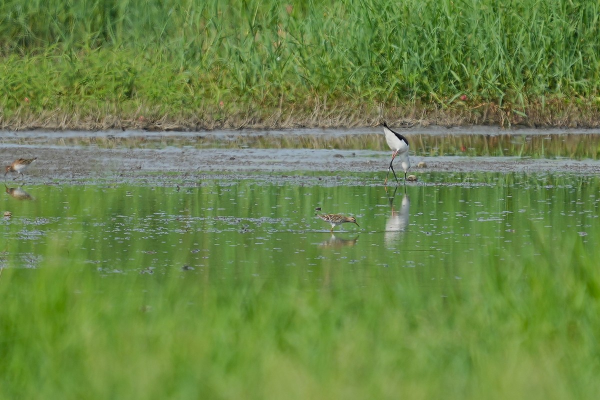 Sharp-tailed Sandpiper - ML637402216