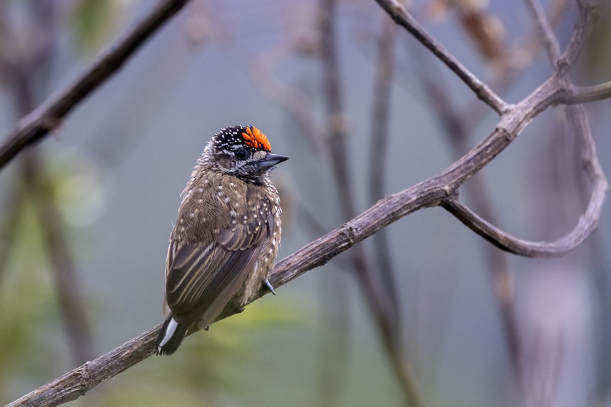 Spotted Piculet - ML637402290