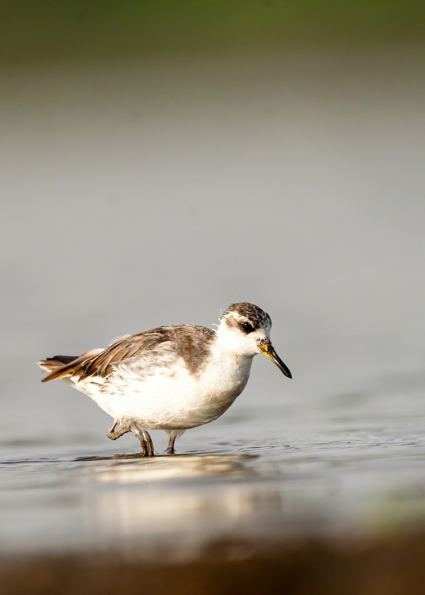 Red Phalarope - ML637402314