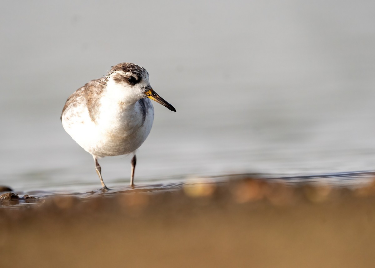 Red Phalarope - ML637402315