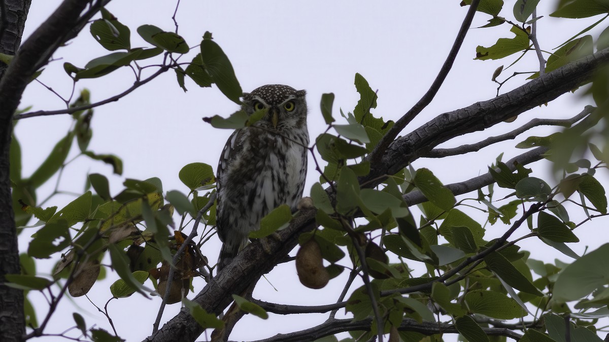 Pearl-spotted Owlet - ML637402399