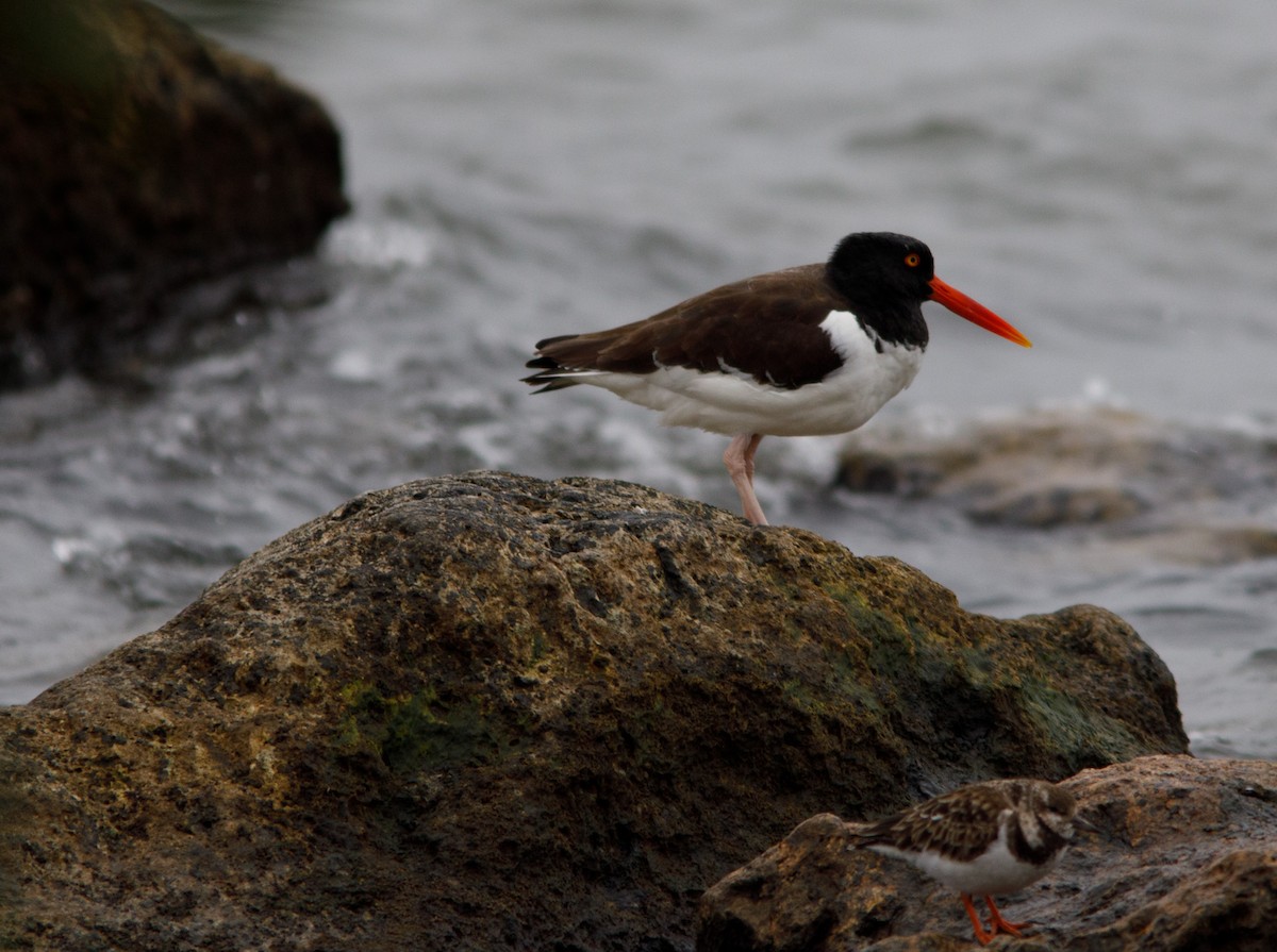 American Oystercatcher - ML63740251